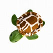 TURTLE TOY